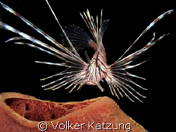 nice lionfish hovering over a sponge by Volker Katzung 